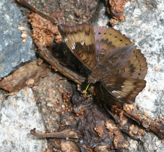 Euthalia aconthea garuda