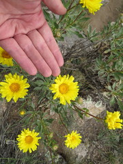 Grindelia chiloensis
