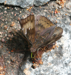Euthalia aconthea garuda