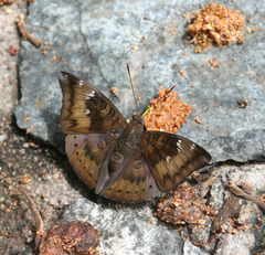 Euthalia aconthea garuda