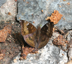Euthalia aconthea garuda