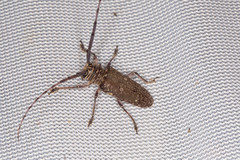 Prosopocera dejeani