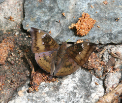Euthalia aconthea garuda