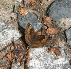 Euthalia aconthea garuda