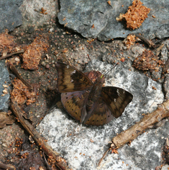 Euthalia aconthea garuda