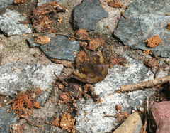 Euthalia aconthea garuda