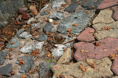 Euthalia aconthea garuda