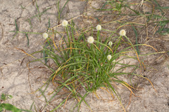 Cyperus kyllingiella