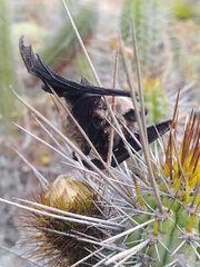 Myotis atacamensis