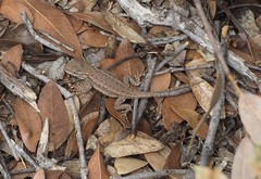 Sceloporus graciosus gracilis