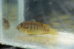 Tilapia ruweti