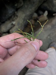 Cochlidium serrulatum