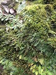 Cochlidium serrulatum