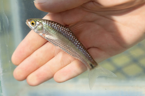 Dashtail barb (Enteromius poechii) — Cyprinidae — 2