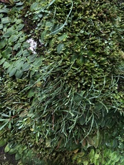 Cochlidium serrulatum