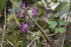 Corydalis caucasica