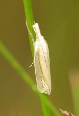 Crambus satrapellus