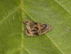 Olethreutes permundana
