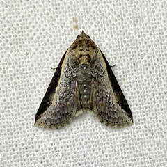 Lophoptera vittigera