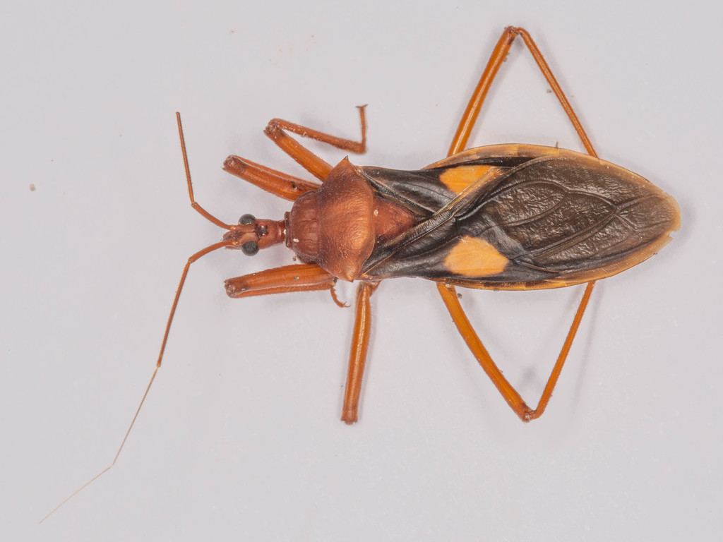 Leptacanthaspis