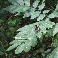 Euthalia recta monilis