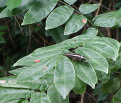 Euthalia recta monilis