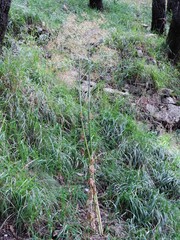 Peucedanum verticillare