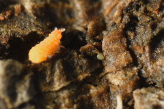 Bilobella aurantiaca