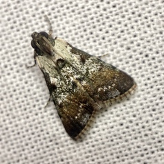 Orthaga rubridiscalis