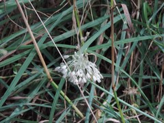 Allium tenuiflorum