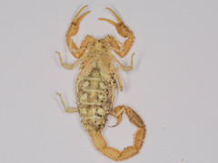 Uroplectes planimanus