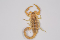 Uroplectes planimanus