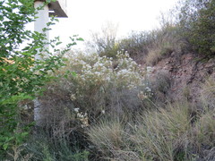 Senecio subulatus erectus