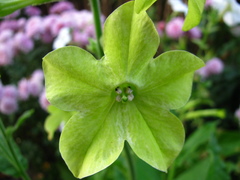 Nicotiana × sanderi