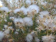 Senecio subulatus erectus