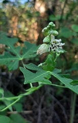 Manihot anisophylla