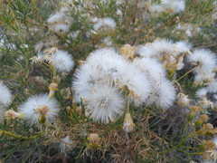 Senecio subulatus erectus