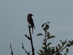 Muscicapa striata striata