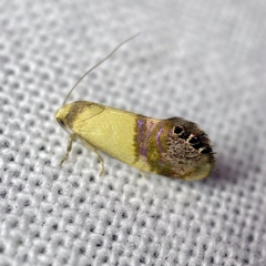 Eupselia beltera
