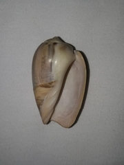 Olivancillaria urceus