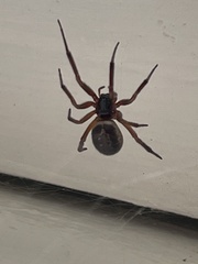 Steatoda nobilis