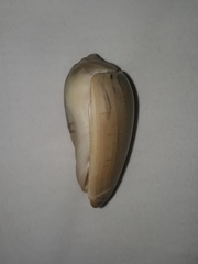 Olivancillaria urceus