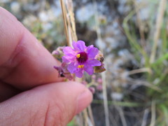 Mirabilis ovata