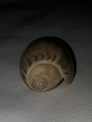 Olivancillaria urceus