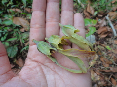 Dipterocarpus