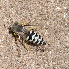 Bembix citripes