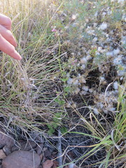 Mirabilis ovata