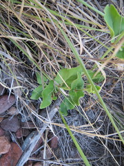 Mirabilis ovata