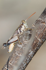 Melanoplus glaucipes