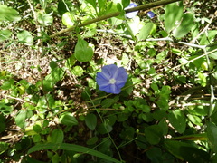 Evolvulus glomeratus